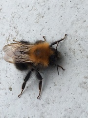 Bombus hypnorum