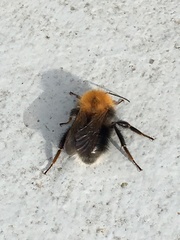Bombus hypnorum