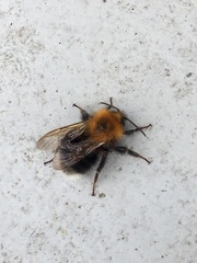 Bombus hypnorum