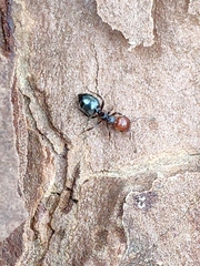 Crematogaster scutellaris