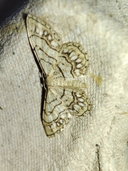 Idaea moniliata
