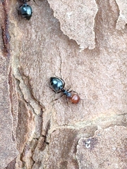 Crematogaster scutellaris