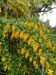 Berberis dasystachya