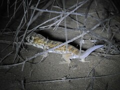 Teratoscincus scincus
