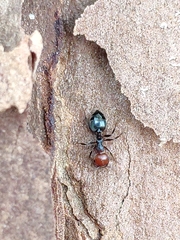 Crematogaster scutellaris