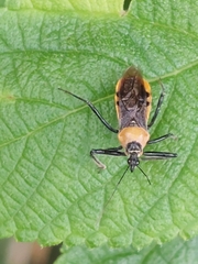 Biasticus flavus