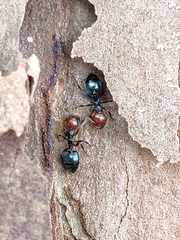 Crematogaster scutellaris