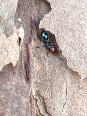 Crematogaster scutellaris