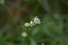Astrantia minor