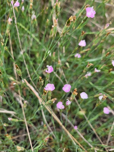 Dianthus furcatus, photograph 2