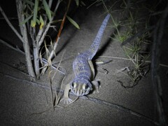 Teratoscincus scincus