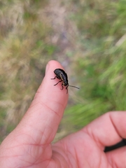 Arima marginata