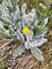 Hieracium tomentosum