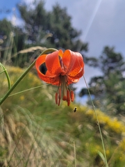 Lilium pomponium