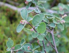 Cotoneaster tomentosus