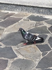 Columba livia domestica