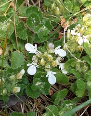 Teucrium pyrenaicum guarensis