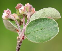 Cotoneaster tomentosus