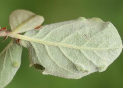 Cotoneaster tomentosus