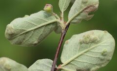 Cotoneaster tomentosus