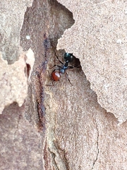 Crematogaster scutellaris