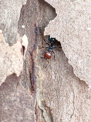 Crematogaster scutellaris
