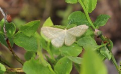 Idaea pallidata