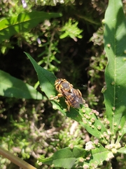 Anthidium florentinum