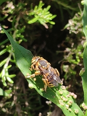 Anthidium florentinum