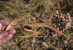 Corymbia polycarpa