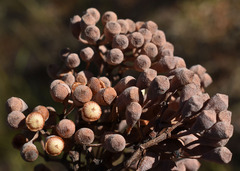 Corymbia polycarpa