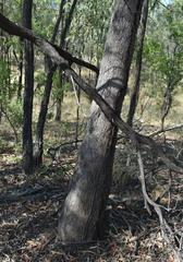 Corymbia polycarpa