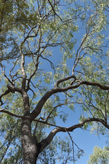 Corymbia polycarpa