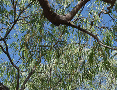 Corymbia polycarpa