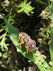 Anthidium florentinum