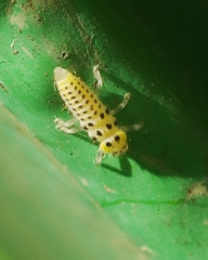 Vibidia duodecimguttata