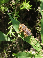 Anthidium florentinum