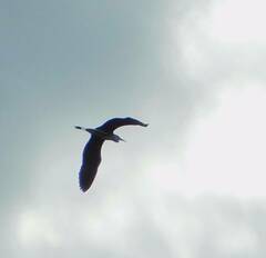 Ardea cinerea