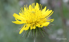 Berkheya zeyheri zeyheri