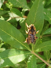 Anthidium florentinum