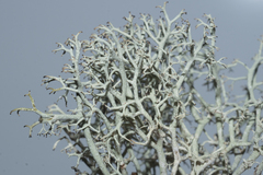 Cladonia ciliata tenuis