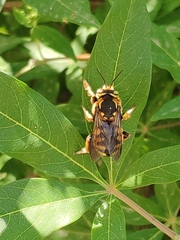 Anthidium florentinum