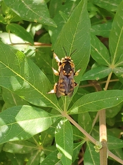 Anthidium florentinum