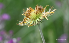 Berkheya zeyheri zeyheri