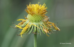 Berkheya zeyheri zeyheri