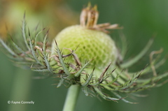 Berkheya zeyheri zeyheri