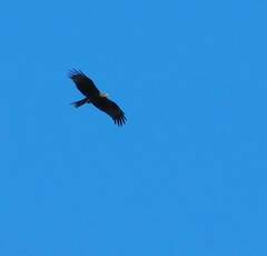 Milvus migrans