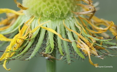 Berkheya zeyheri zeyheri