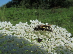 Stratiomys singularior