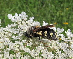 Stratiomys singularior